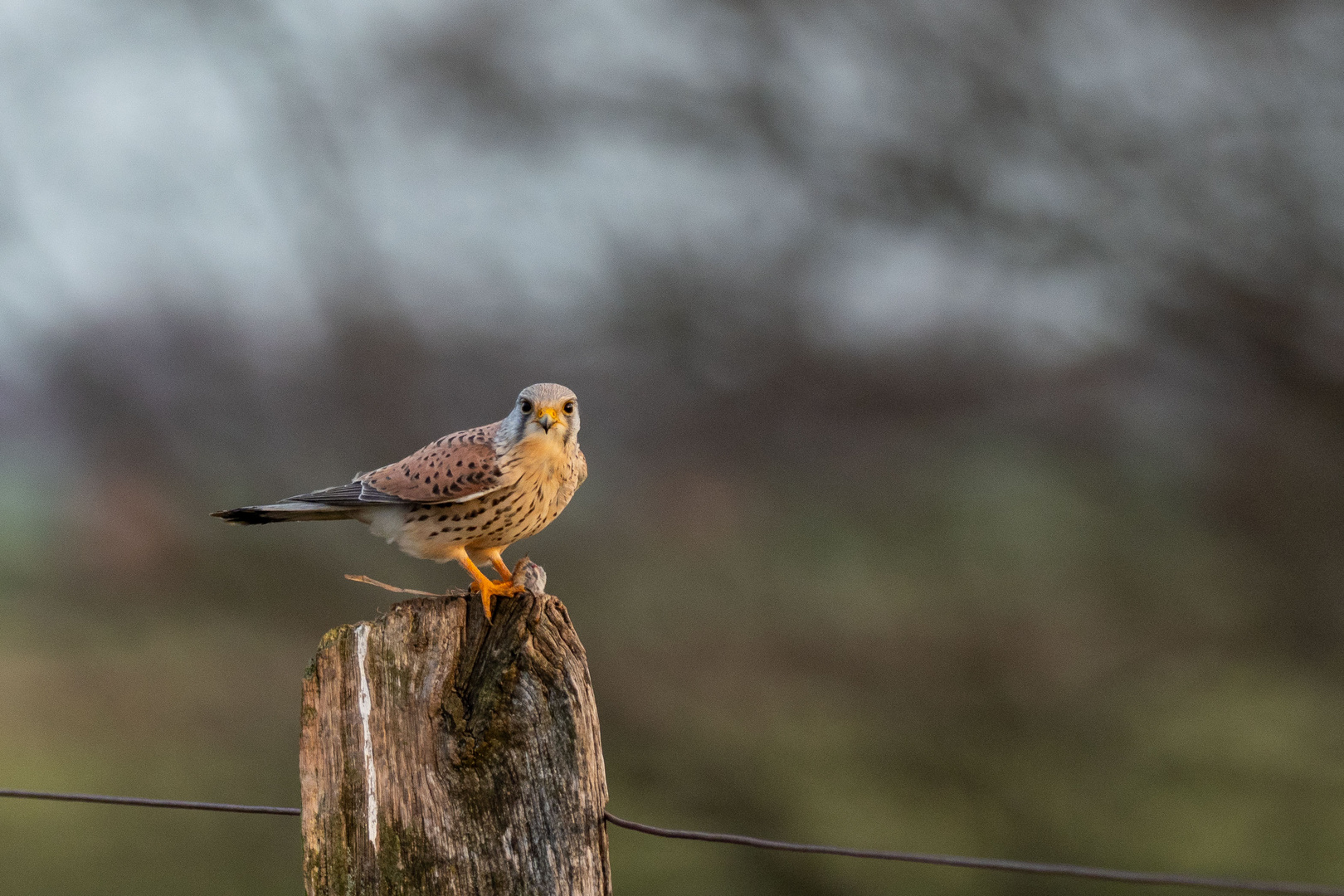 Turmfalke