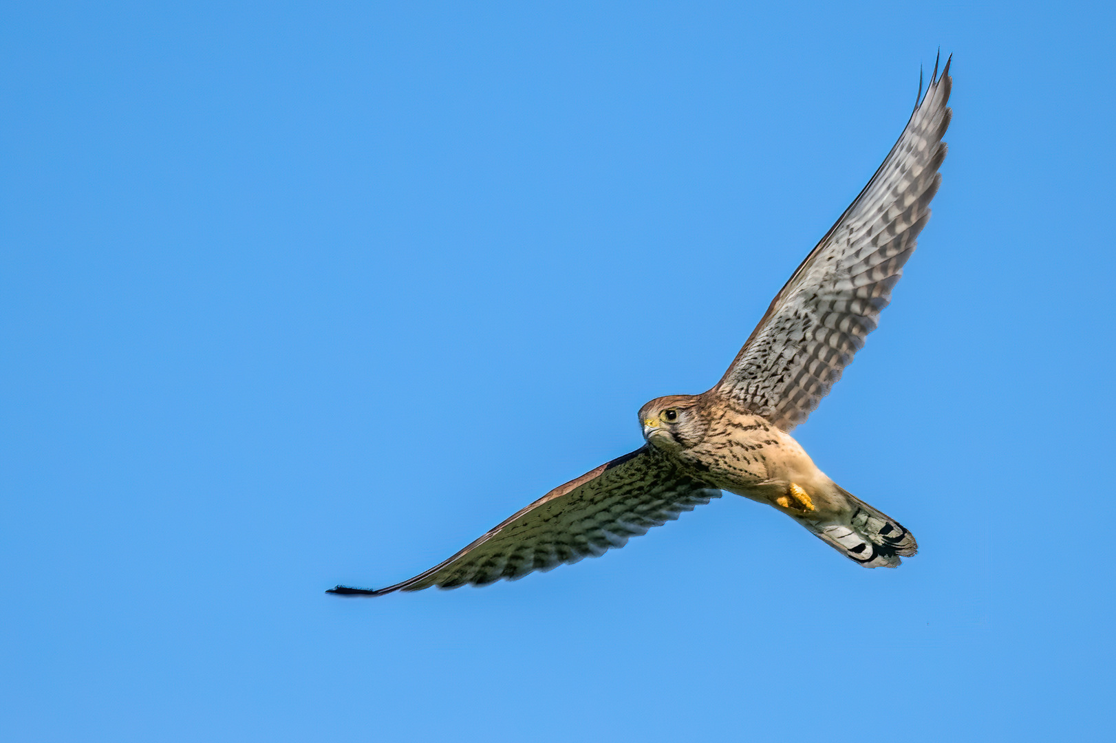 TURMFALKE
