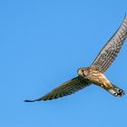 TURMFALKE