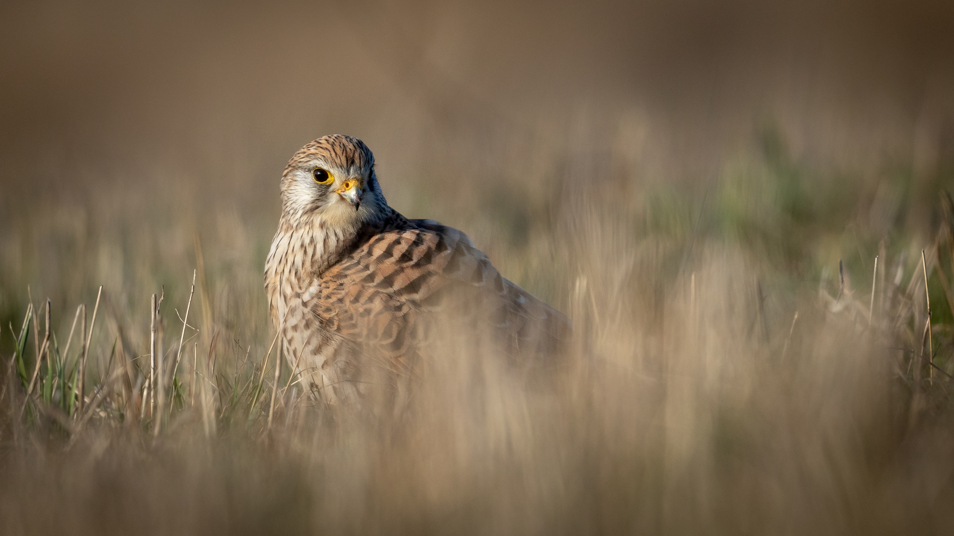 Turmfalke