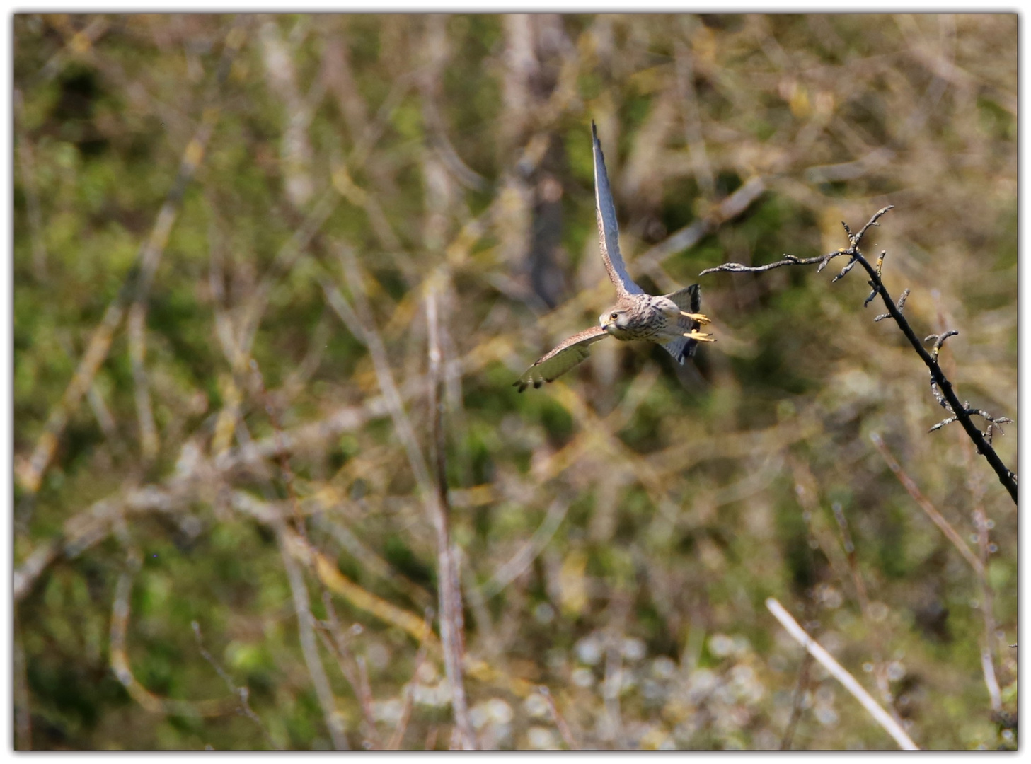 Turmfalke