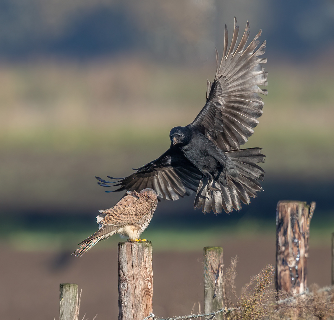 Turmfalke