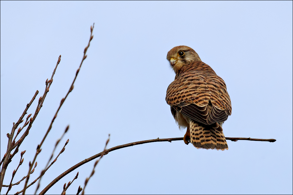 Turmfalke