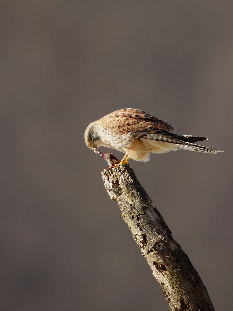 Turmfalke