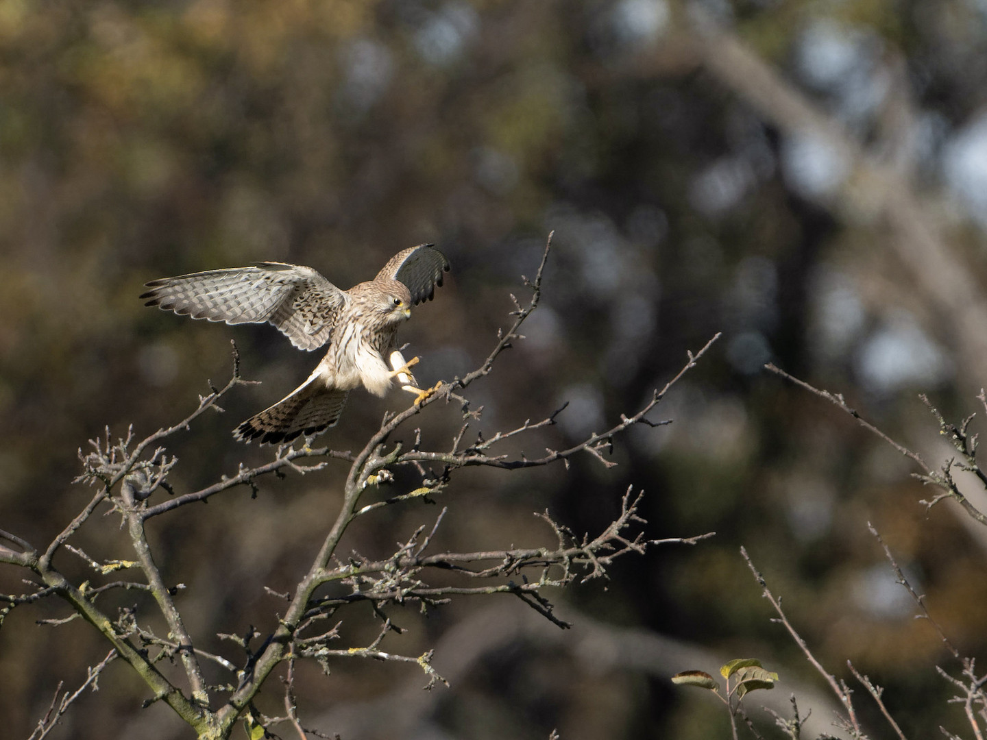 Turmfalke 