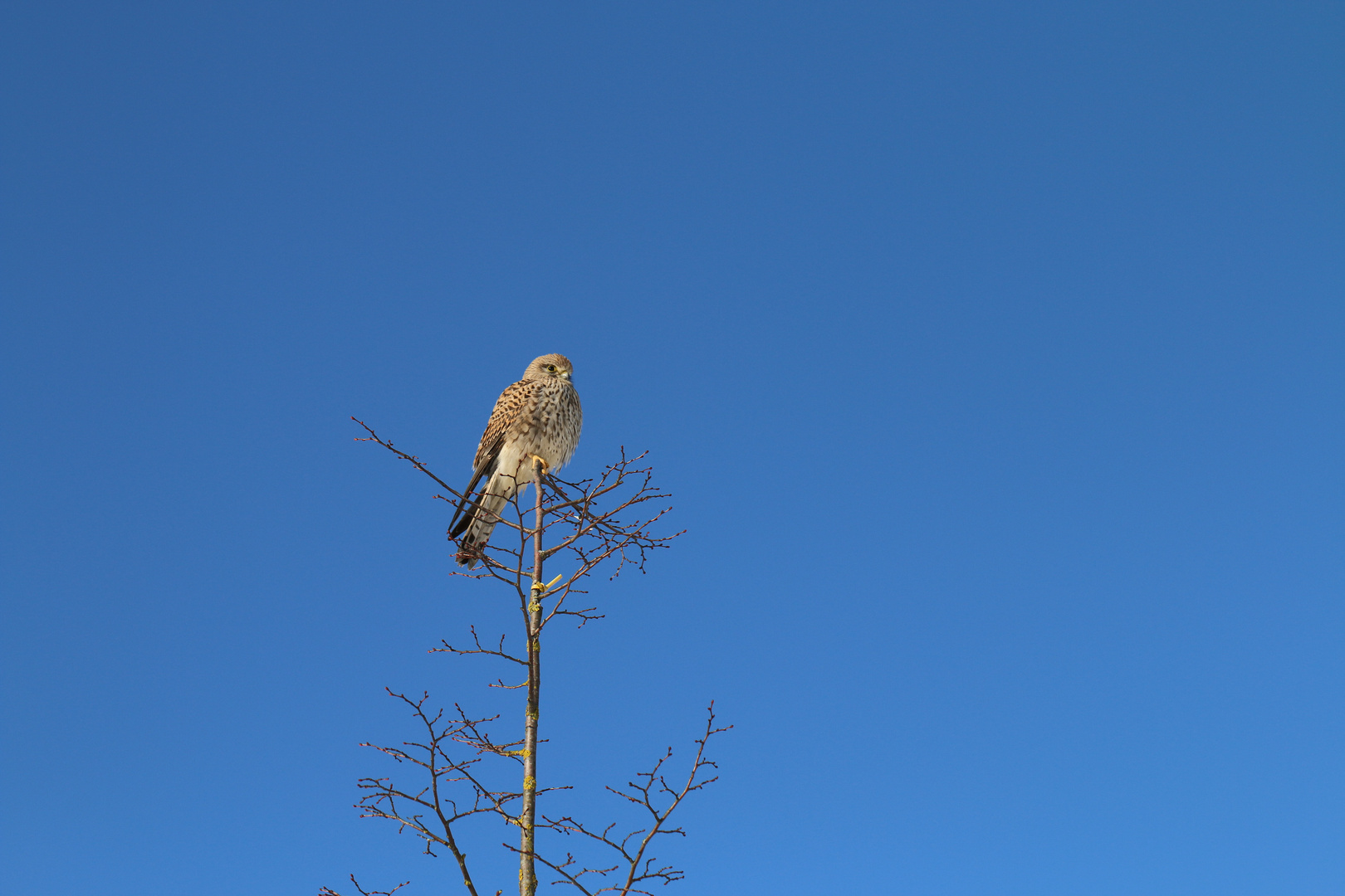 Turmfalke