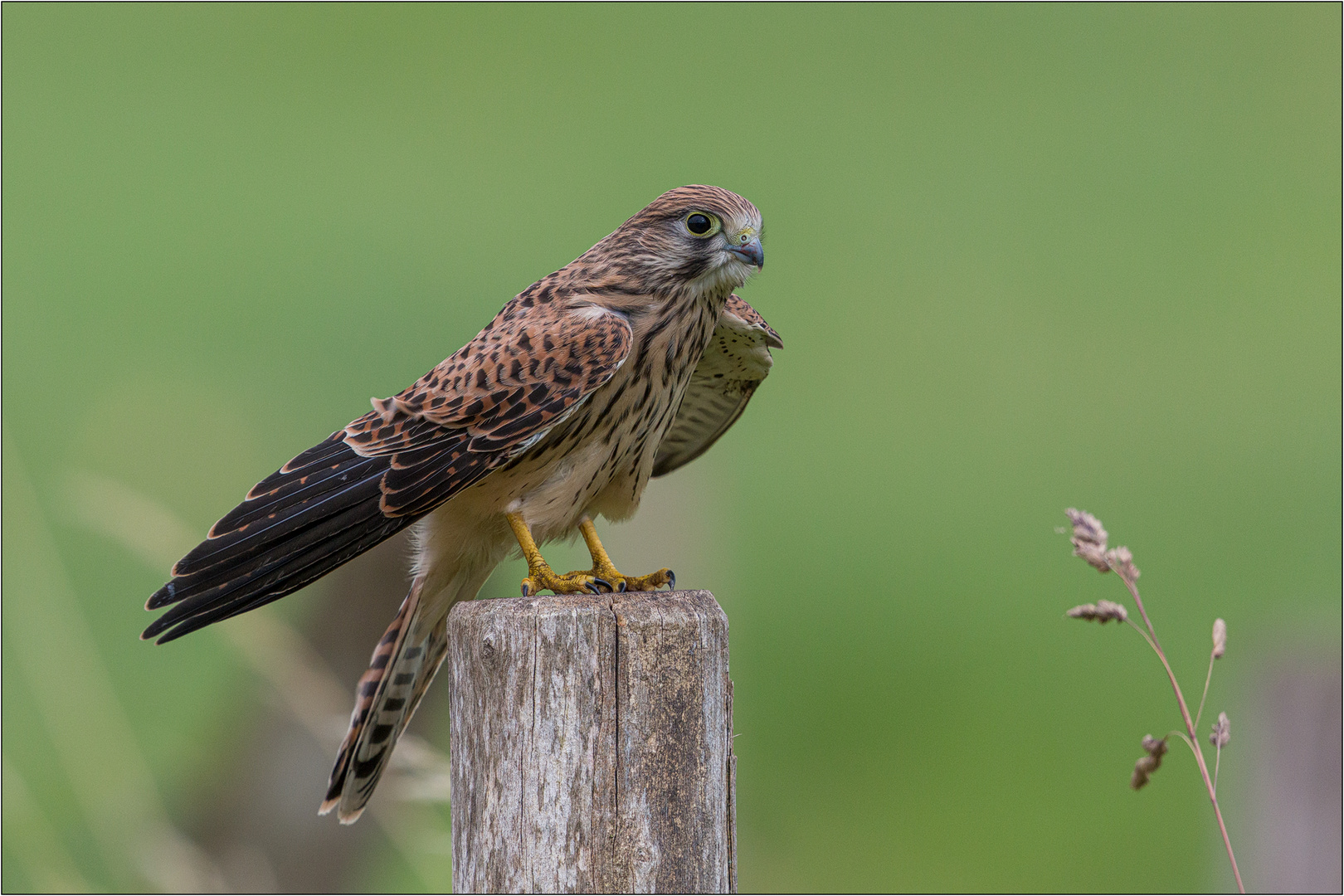 Turmfalke ...