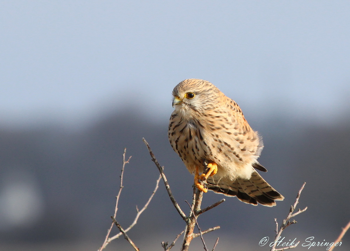 Turmfalke