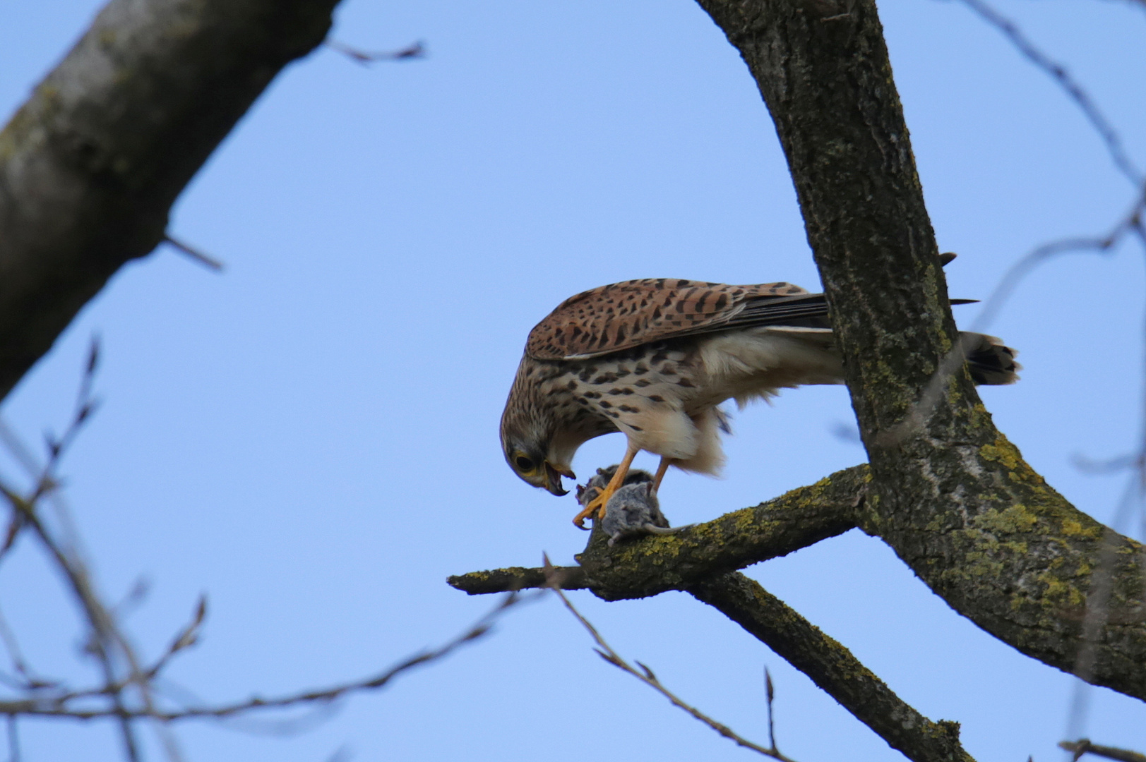 Turmfalke