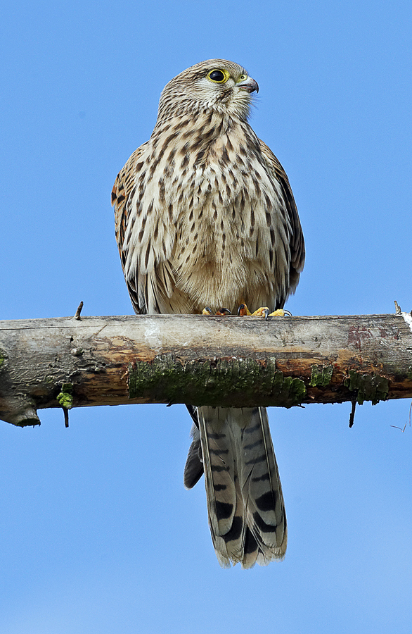 TURMFALKE