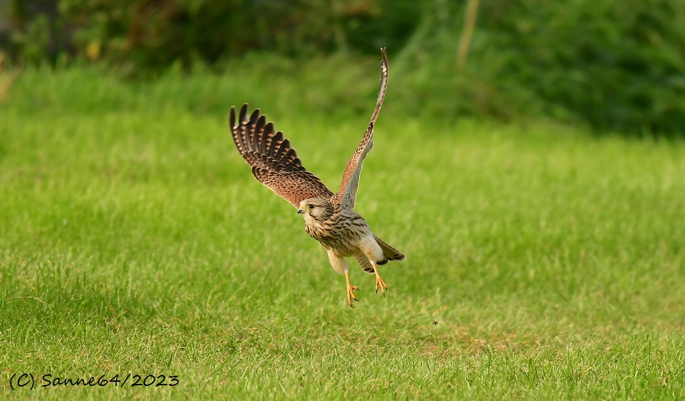 Turmfalke