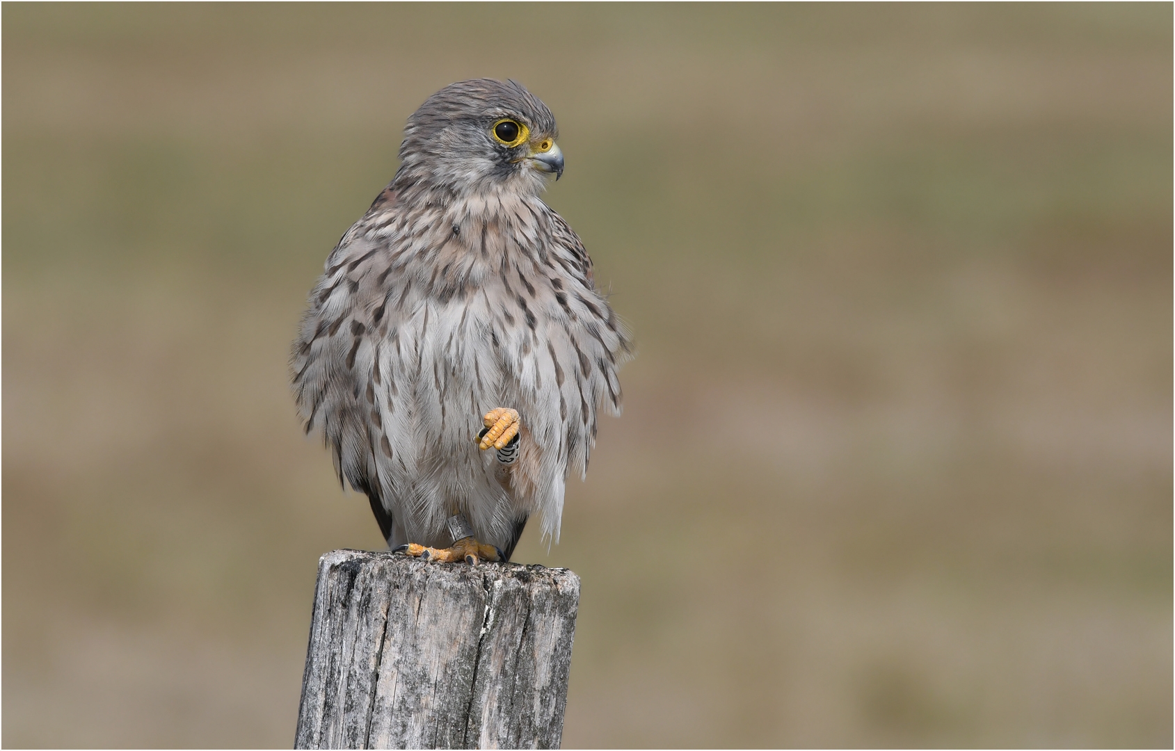 Turmfalke