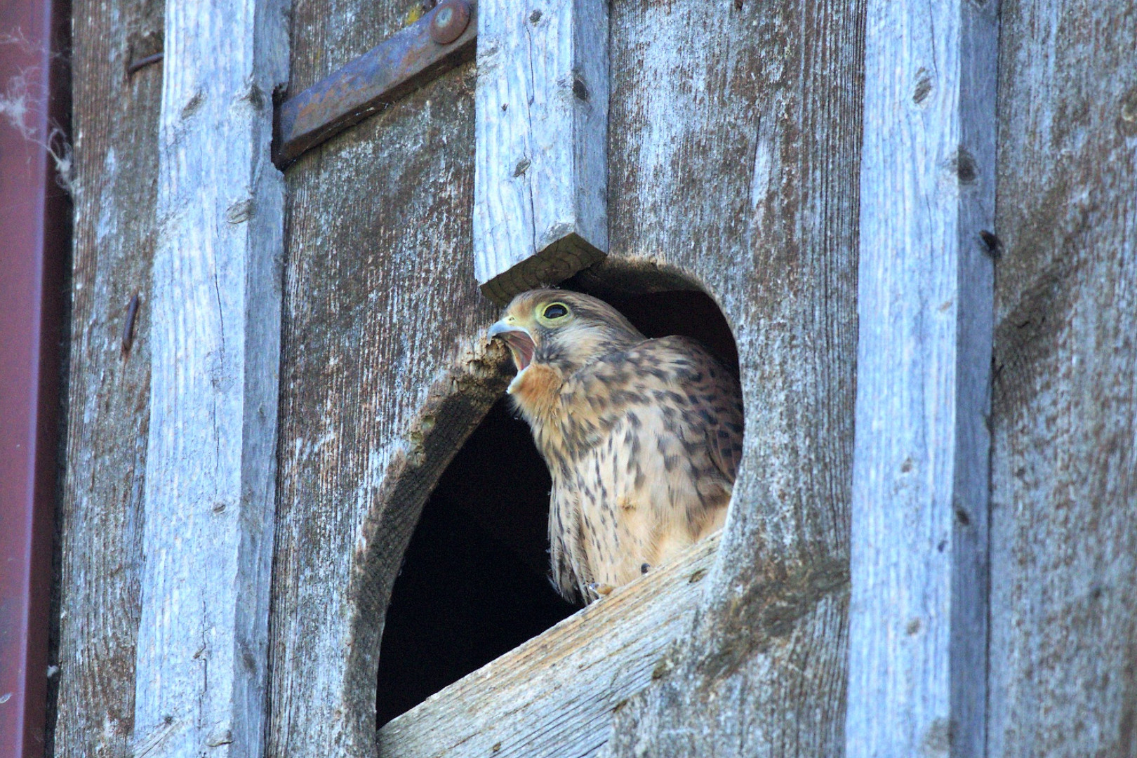 Turmfalke 