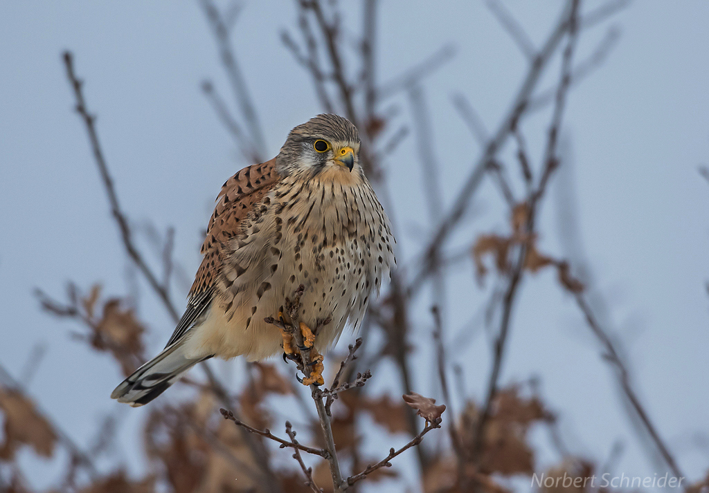 Turmfalke