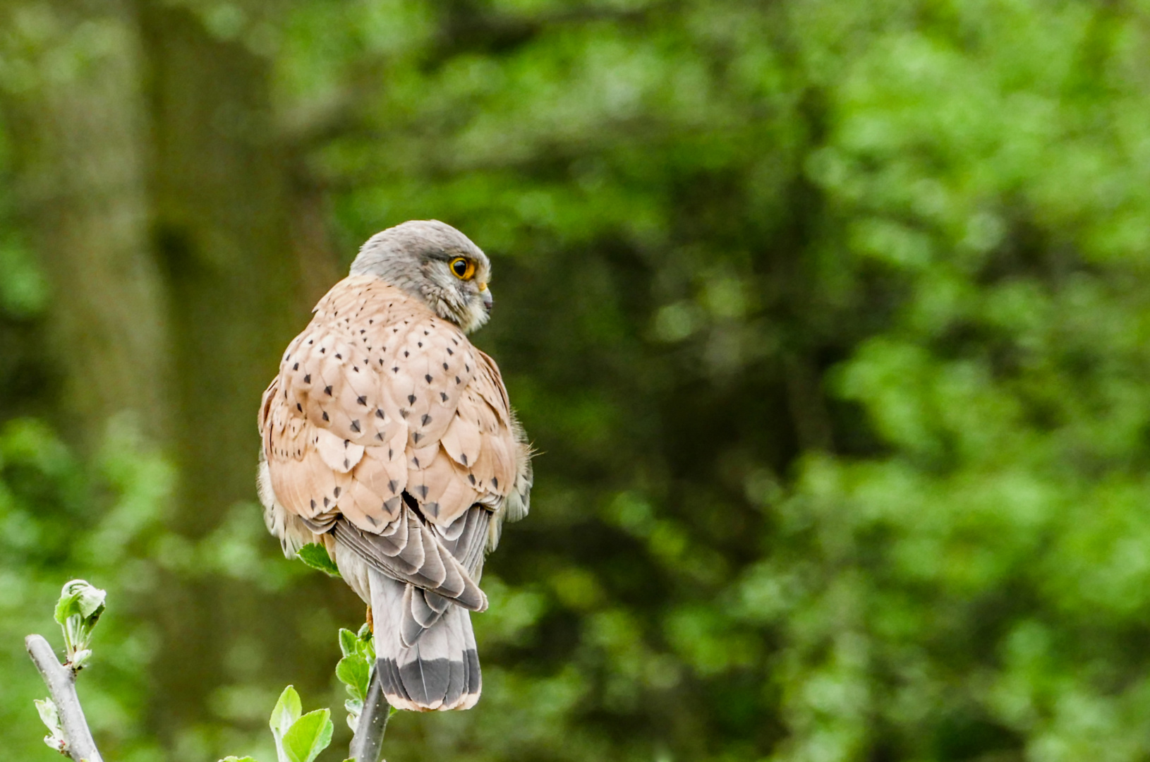 Turmfalke