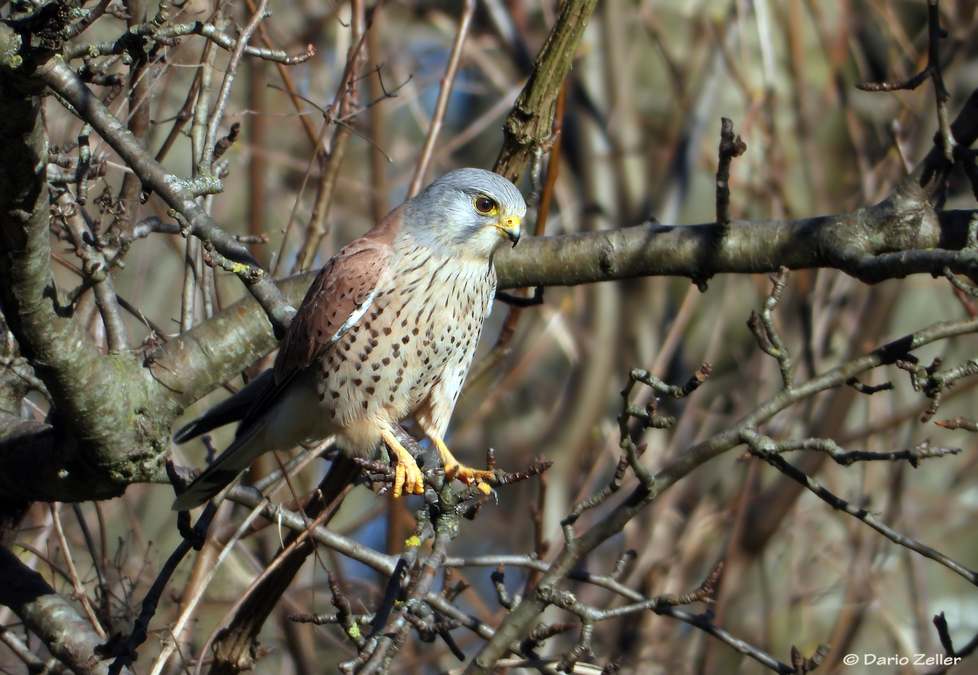 Turmfalke