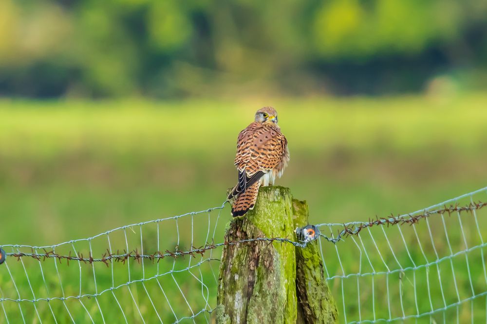 Turmfalke