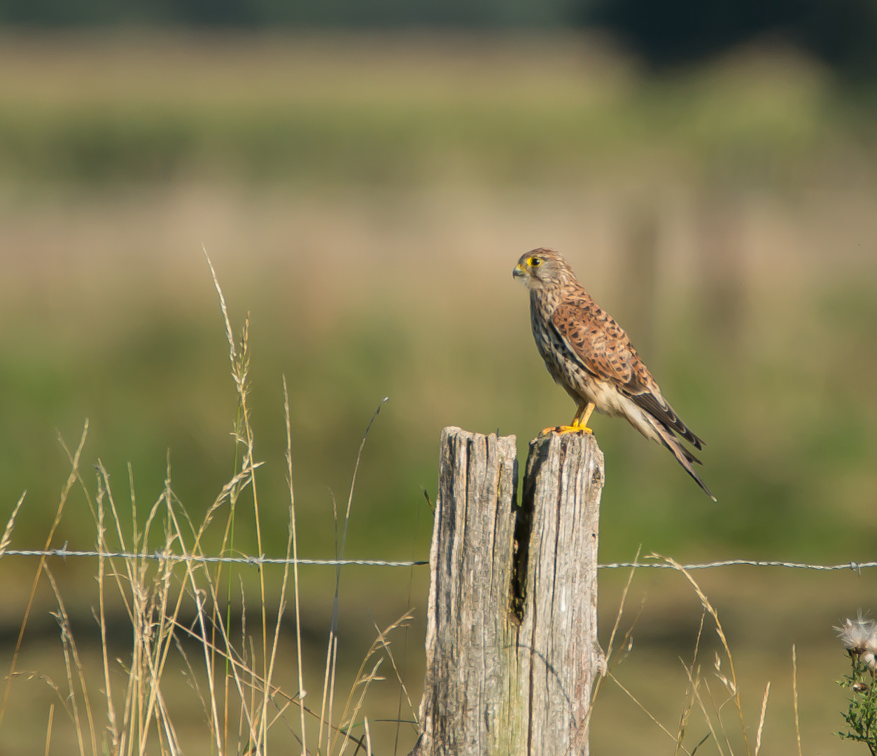 Turmfalke