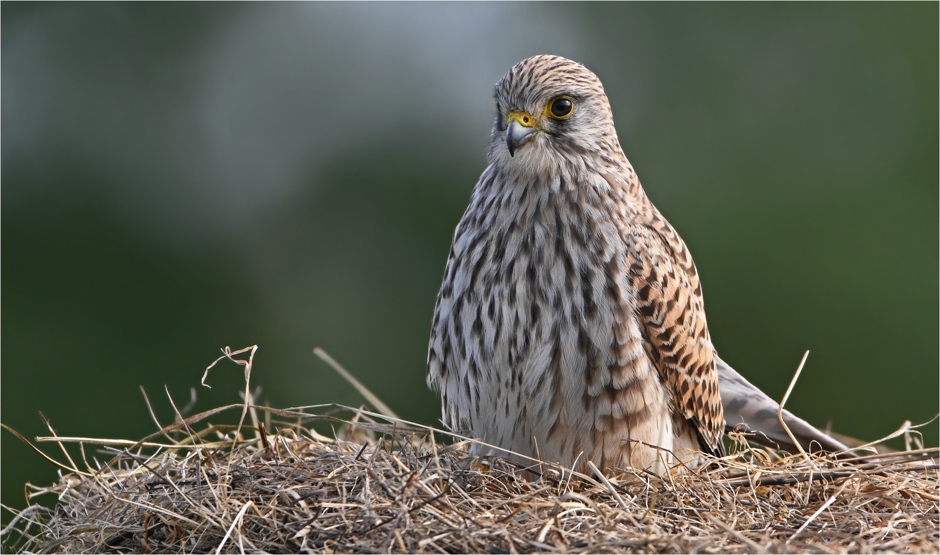 Turmfalke 