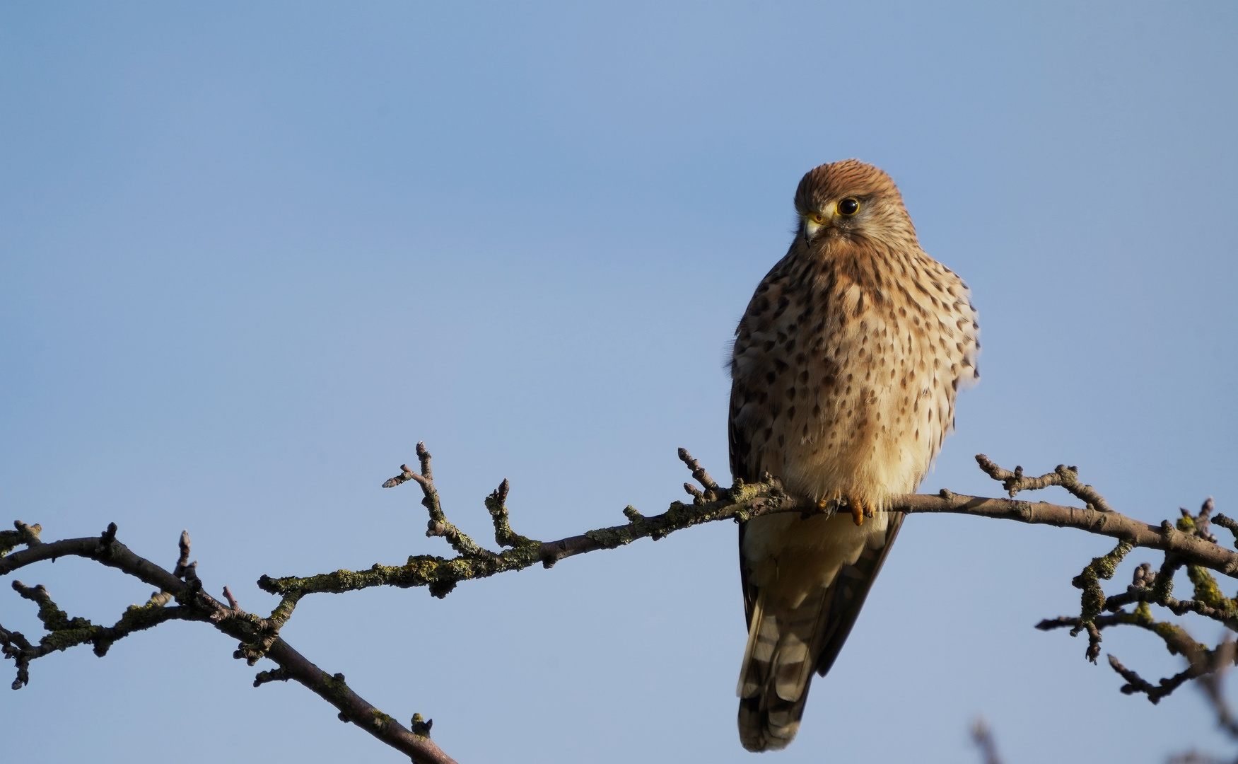 Turmfalke.