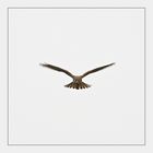 sonstige Vögel