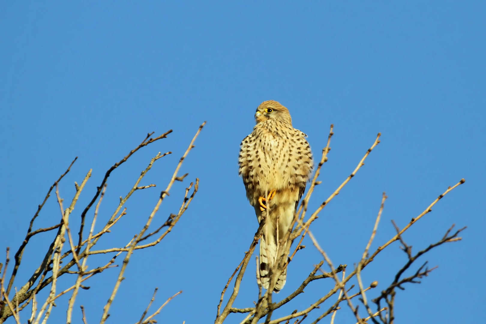 Turmfalke