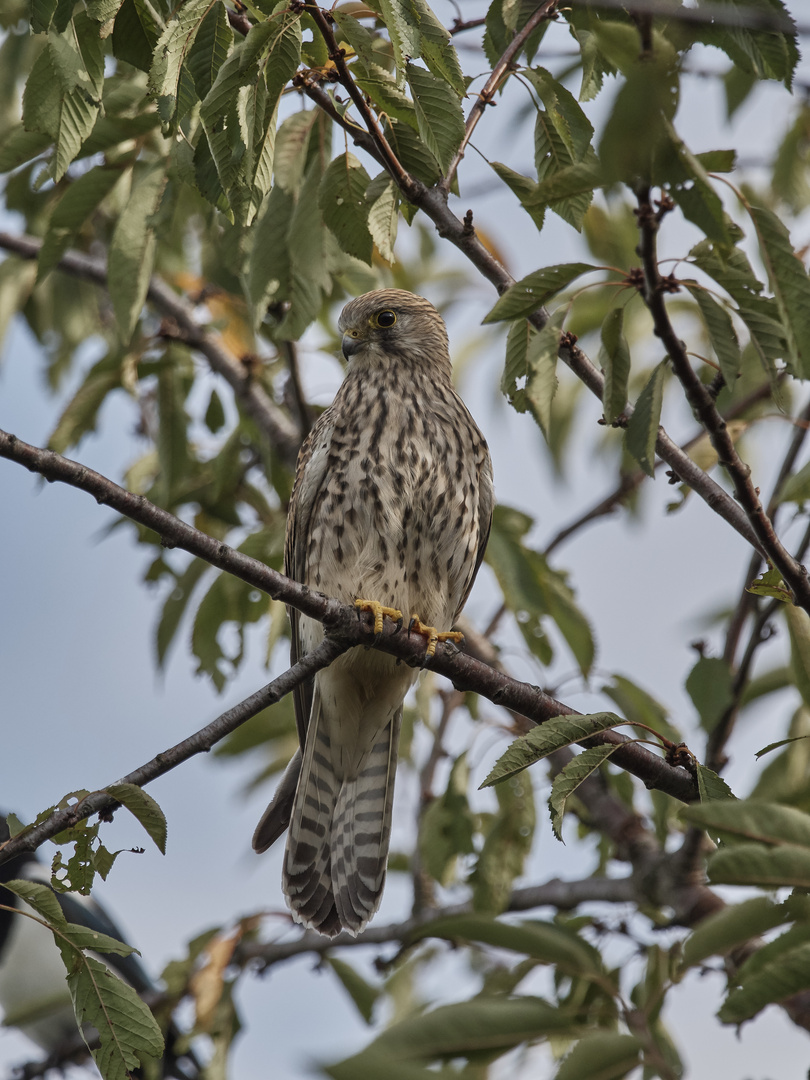 Turmfalke