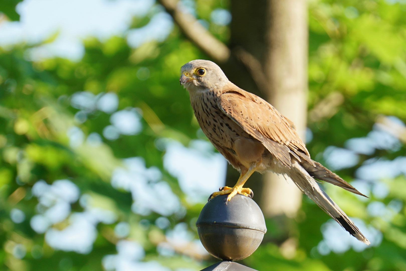 Turmfalke Foto &amp; Bild natur, tiere, vögel Bilder auf