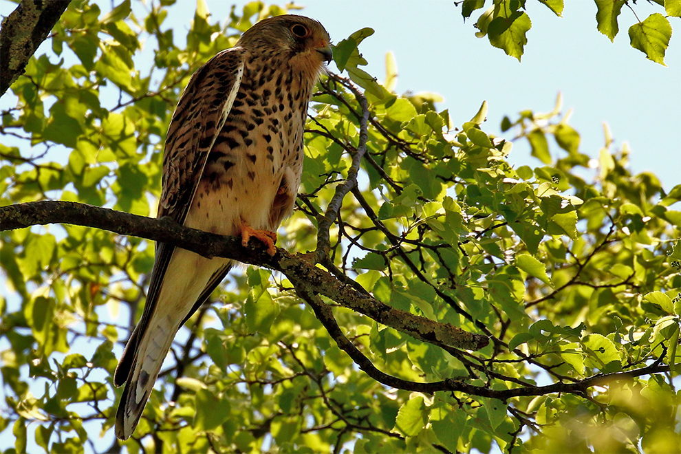 Turmfalke