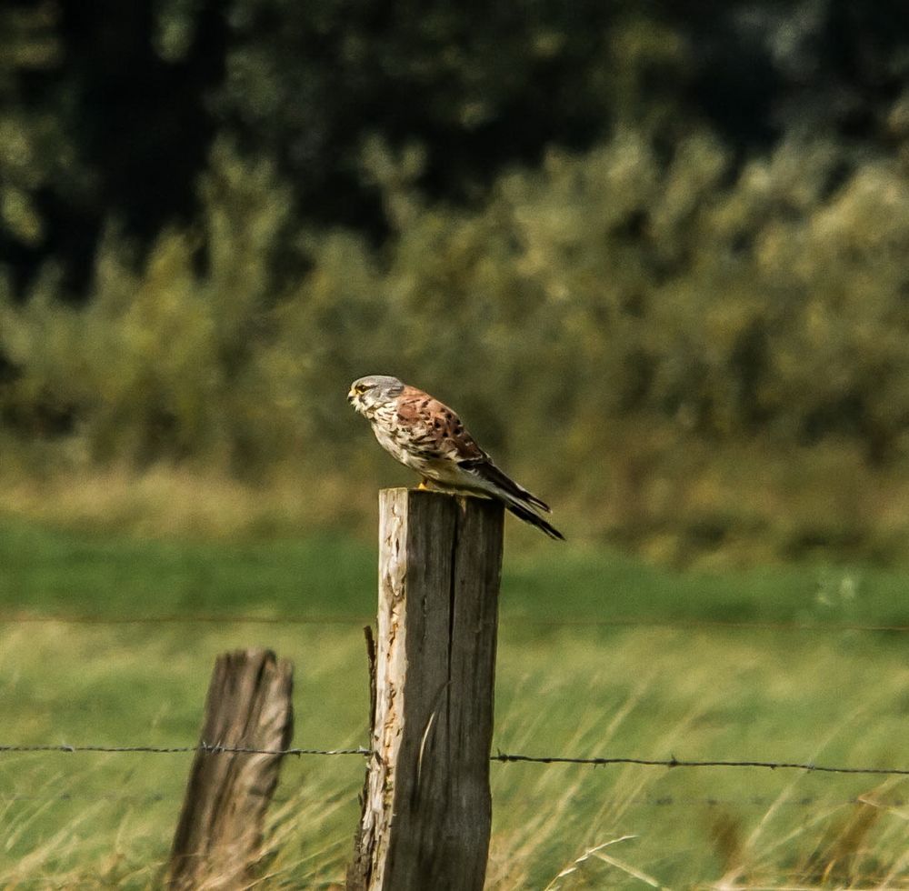 Turmfalke