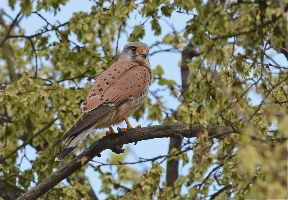 Turmfalke