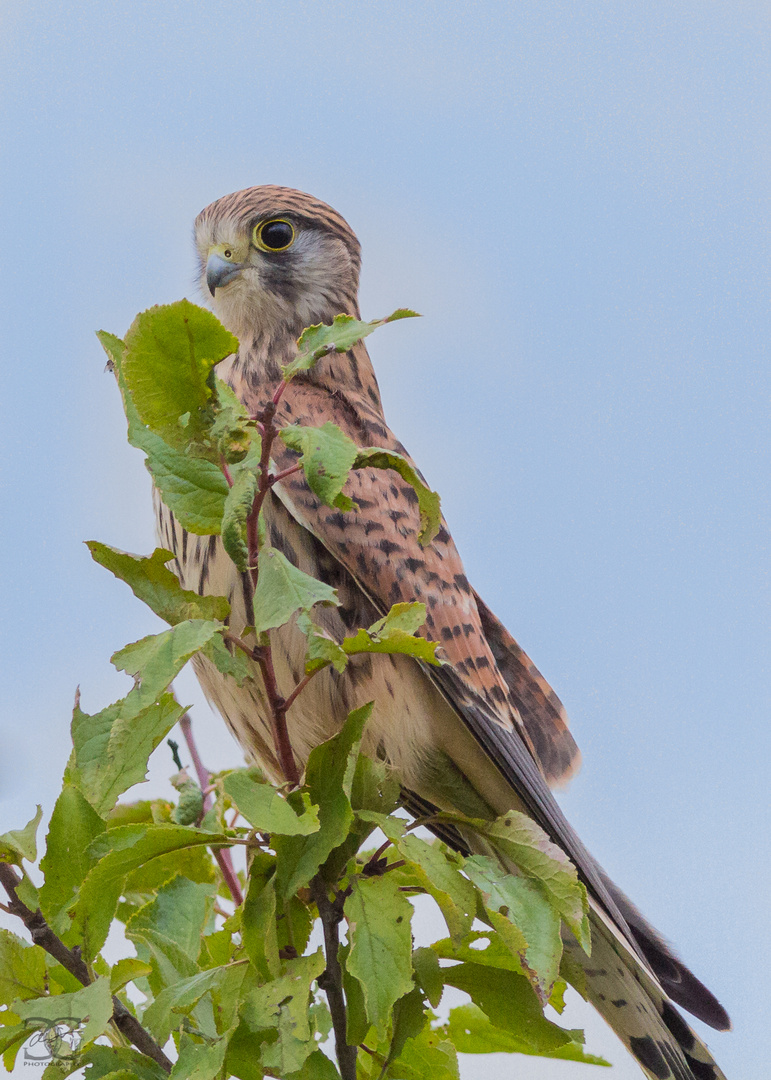 Turmfalke