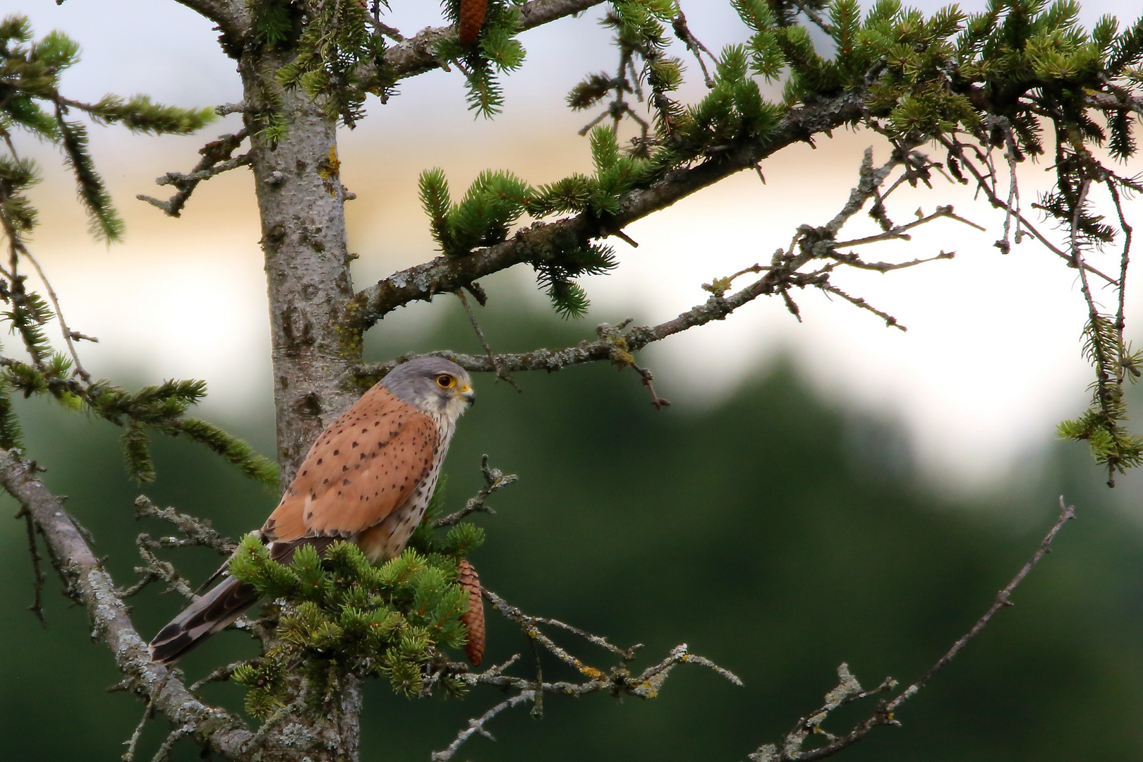 Turmfalke