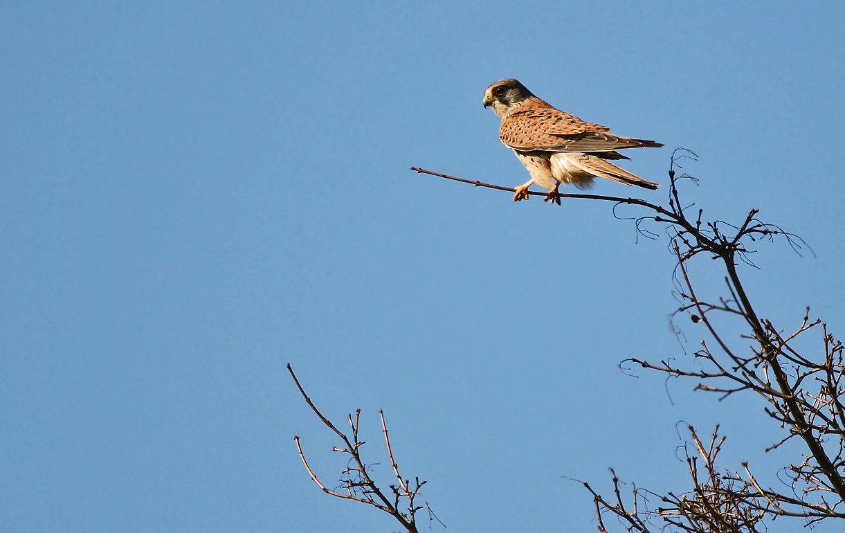 Turmfalke - aber er hätt ruhig etwas näher da sein sollen