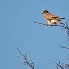 Turmfalke - aber er hätt ruhig etwas näher da sein sollen