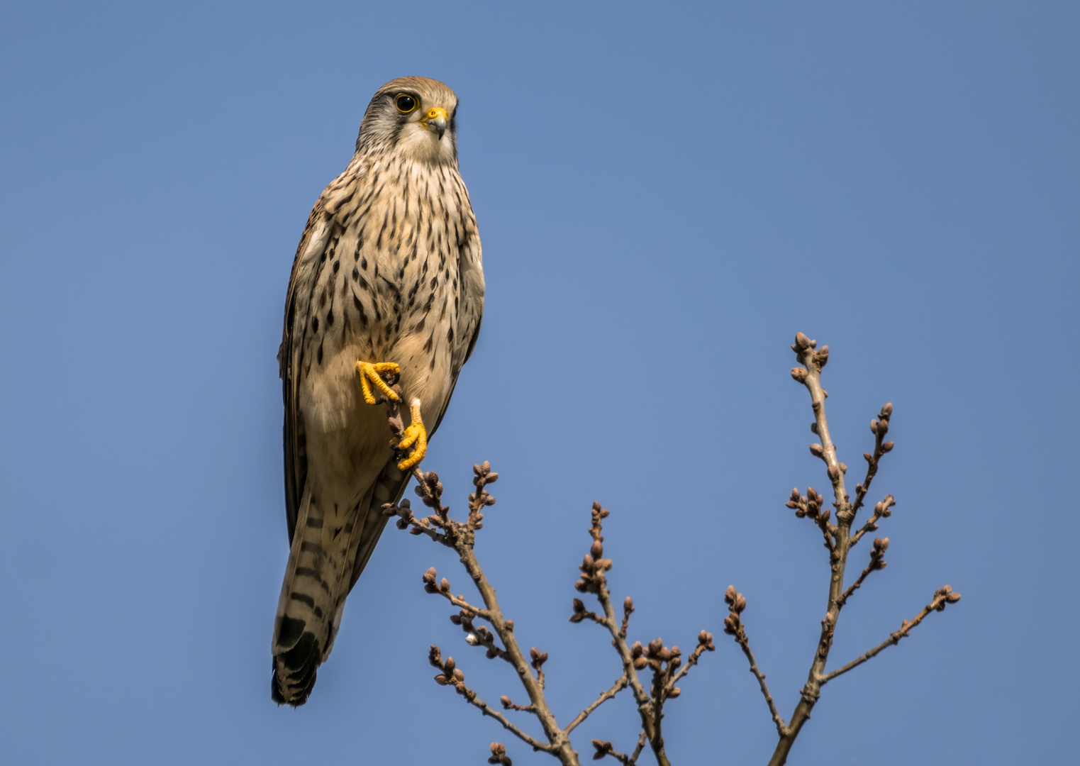 Turmfalke, aber gerne doch