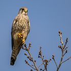 Turmfalke, aber gerne doch