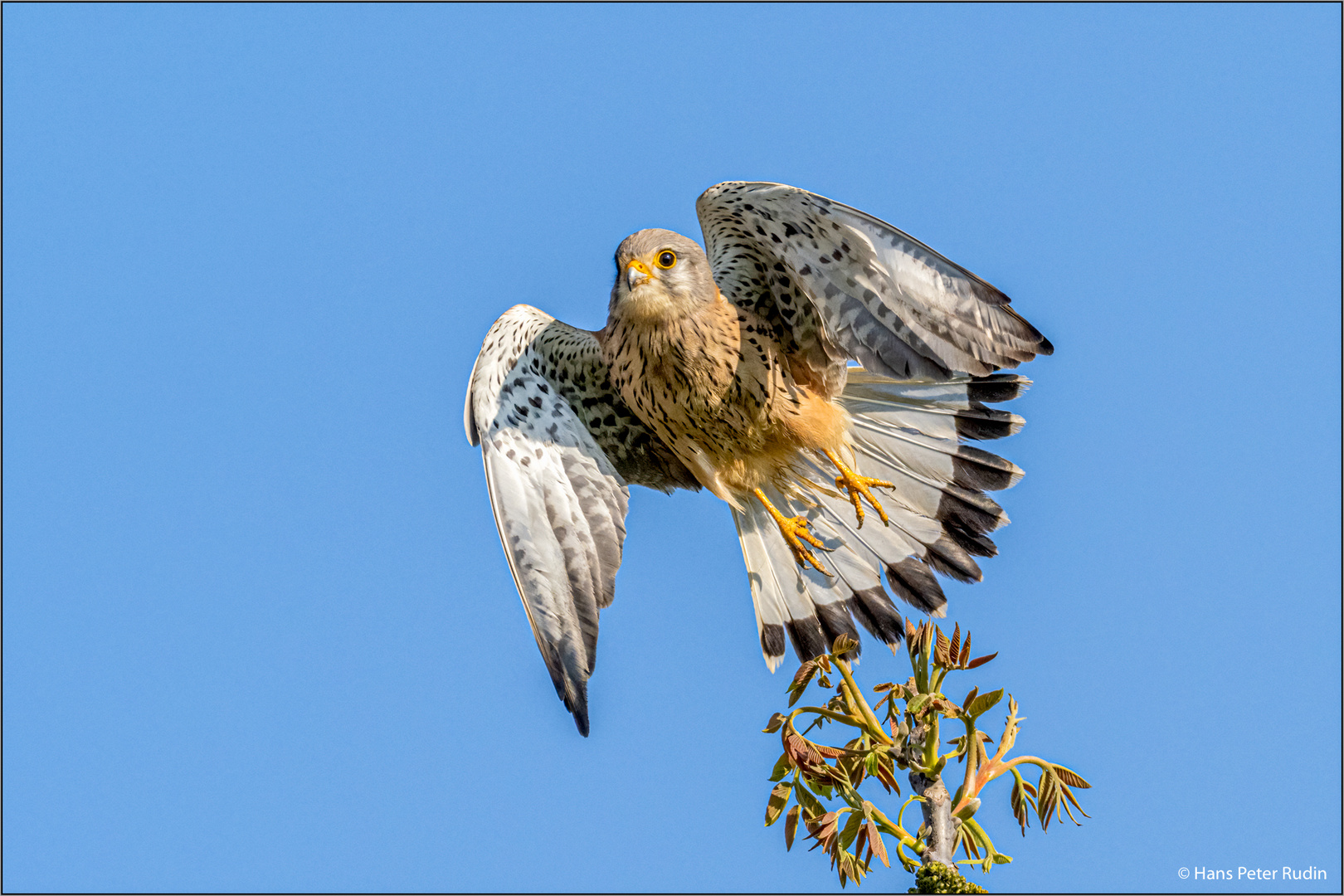 Turmfalke – Abflug