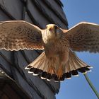 Turmfalke!--Abflug zum Mäusefang ?!