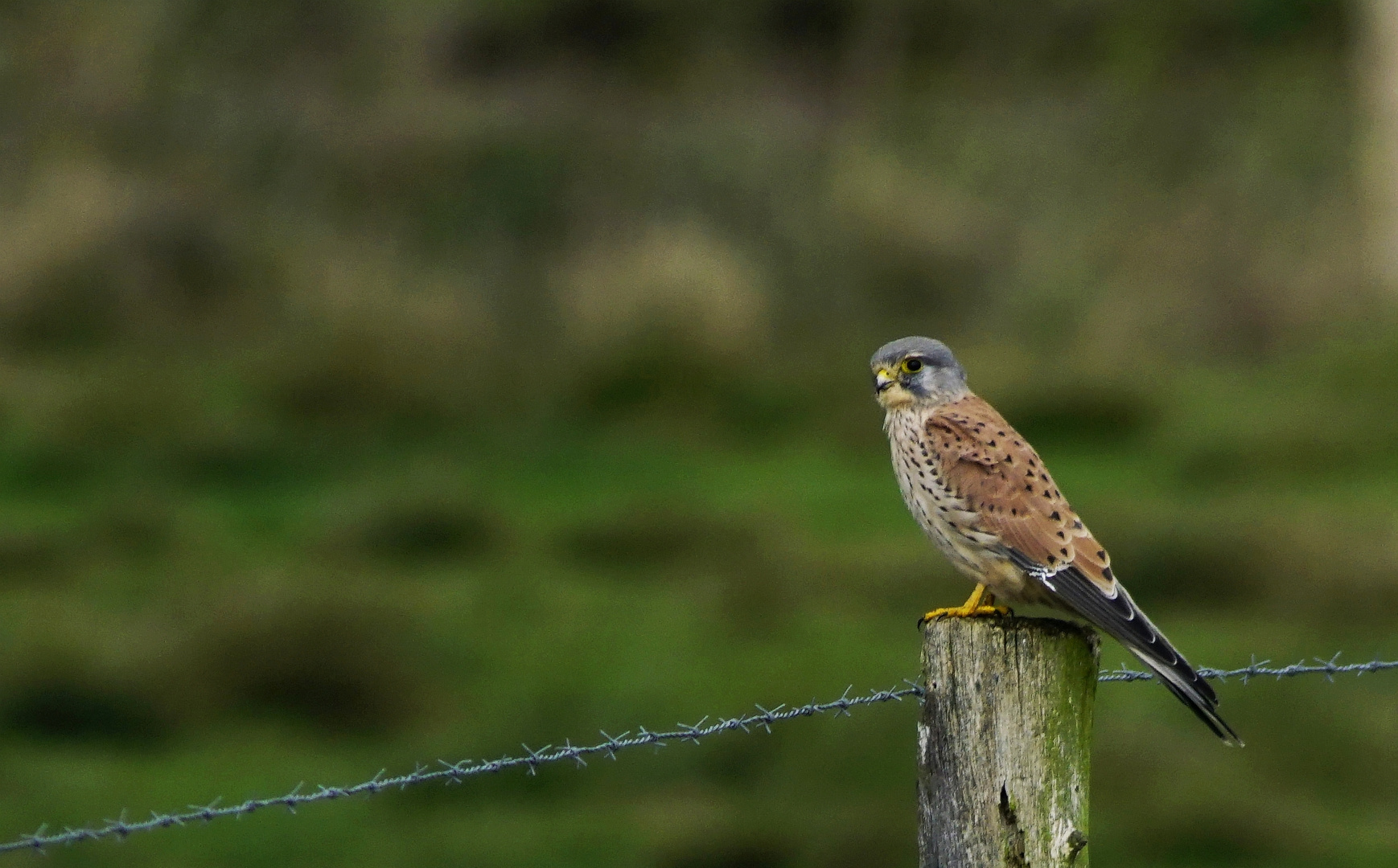 Turmfalke.