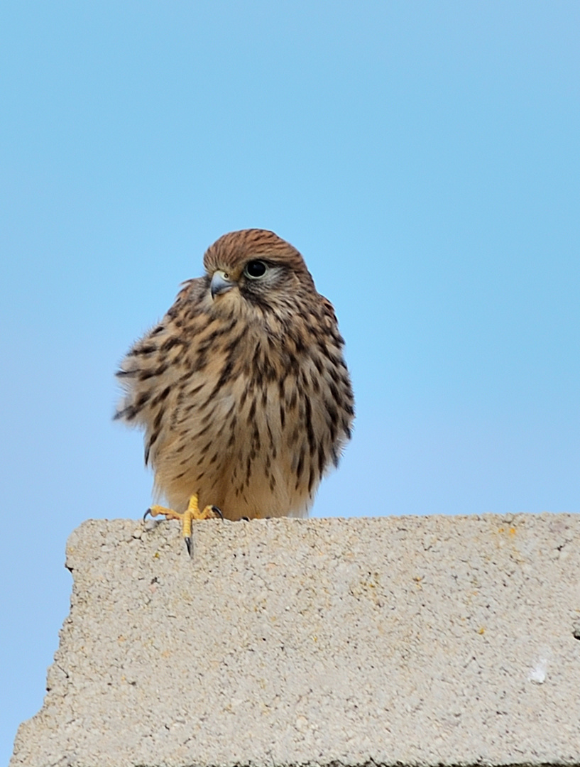 Turmfalke Ästling, 