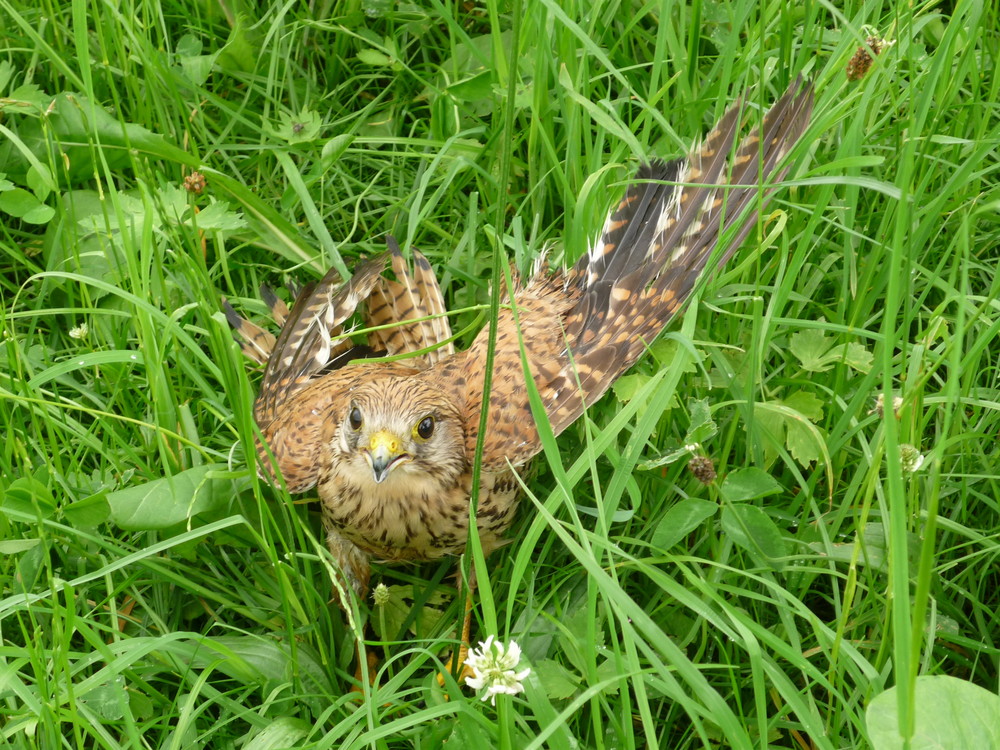 Turmfalke als Hochwasseropfer