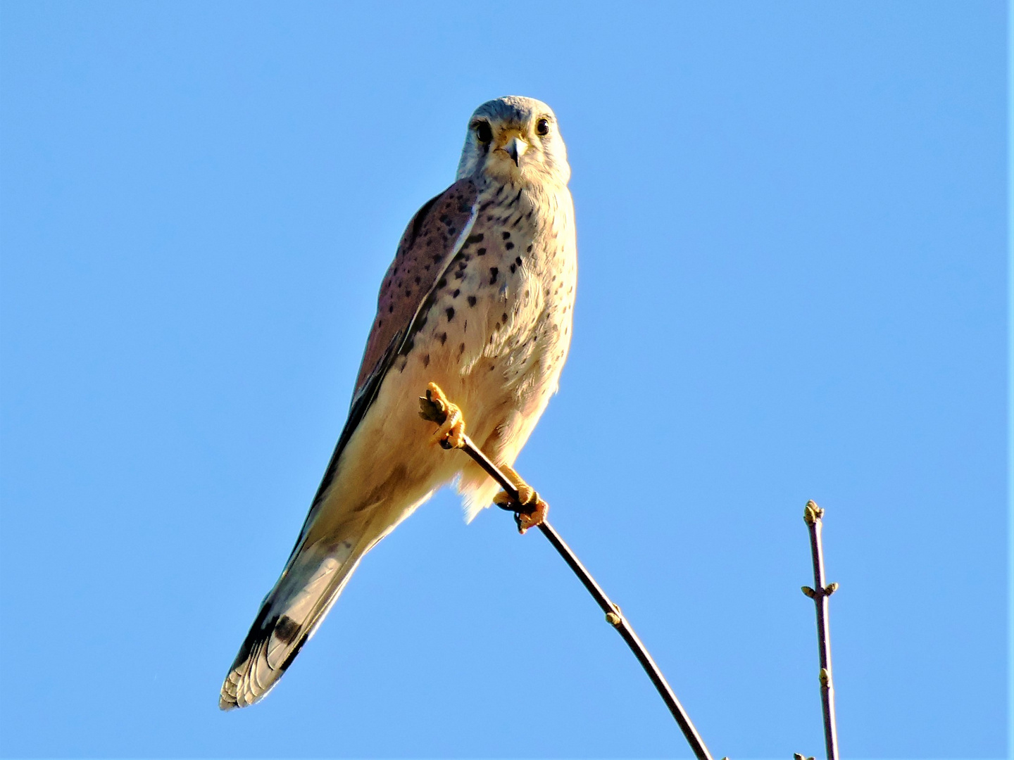 Turmfalke (Altes Feld)