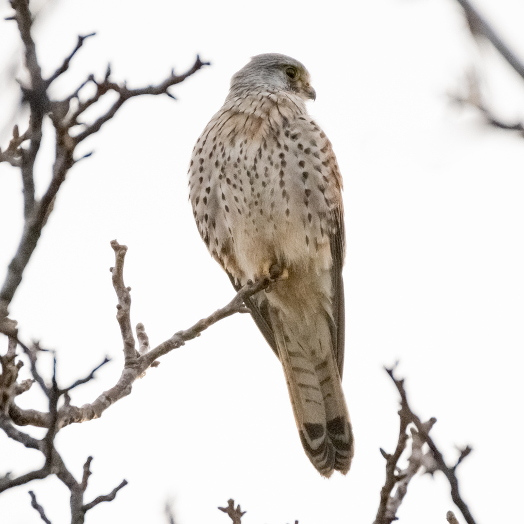 Turmfalke am 14.03. 2024 