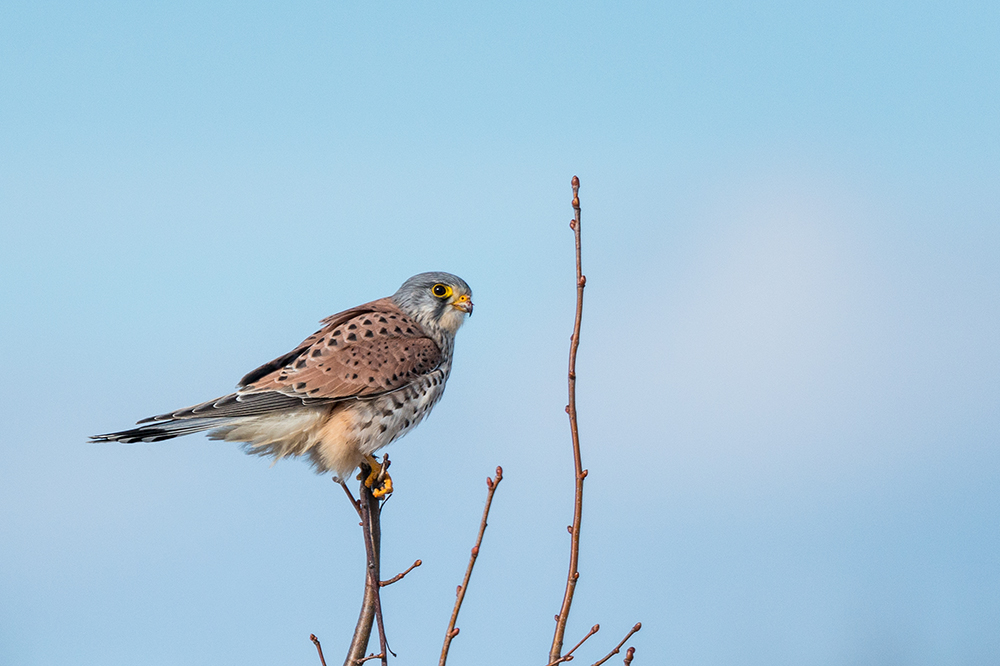 Turmfalke am Amperstausee