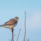 Turmfalke am Amperstausee