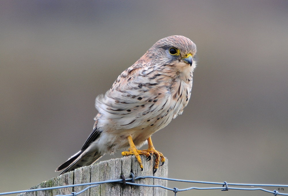 Turmfalke am Ansitz