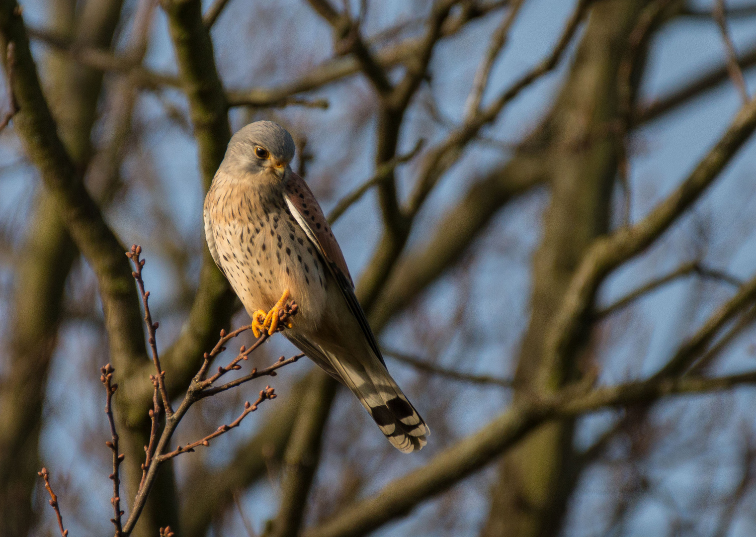 Turmfalke am Ansitz