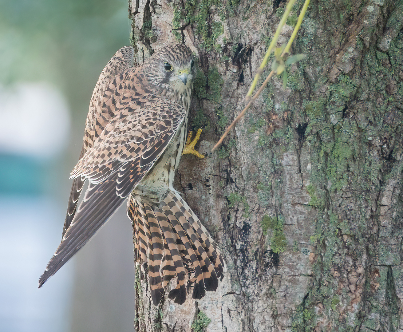 Turmfalke am Baum