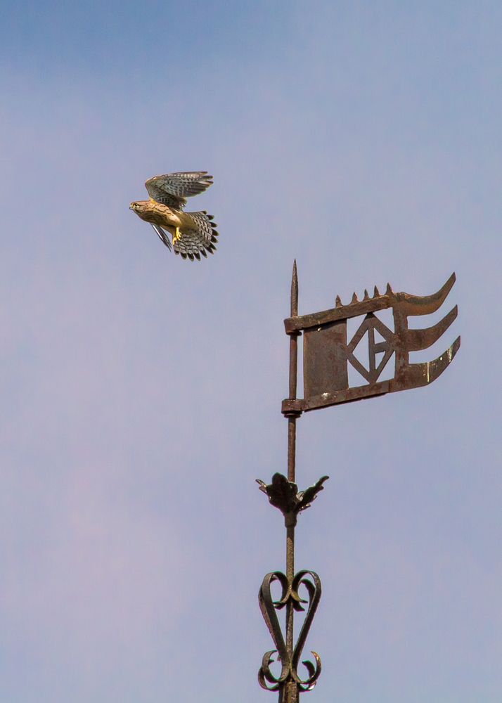 Turmfalke am Haus Bodelschwingh